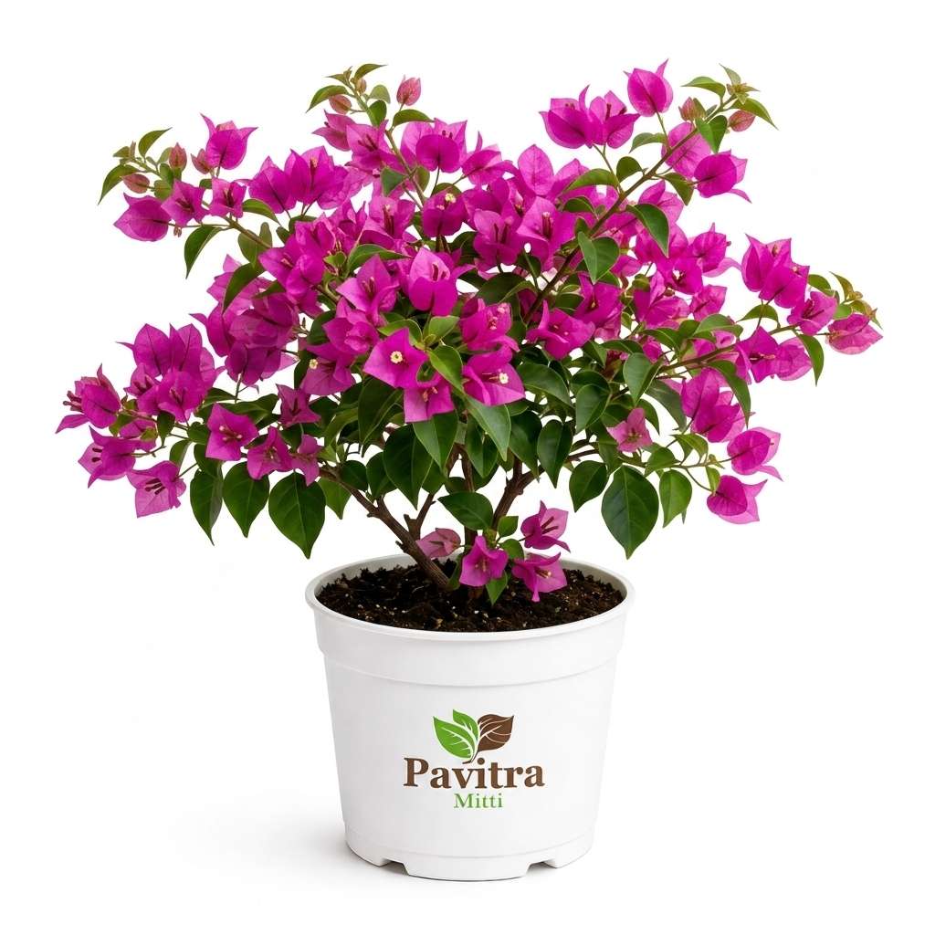 Bougainvillea