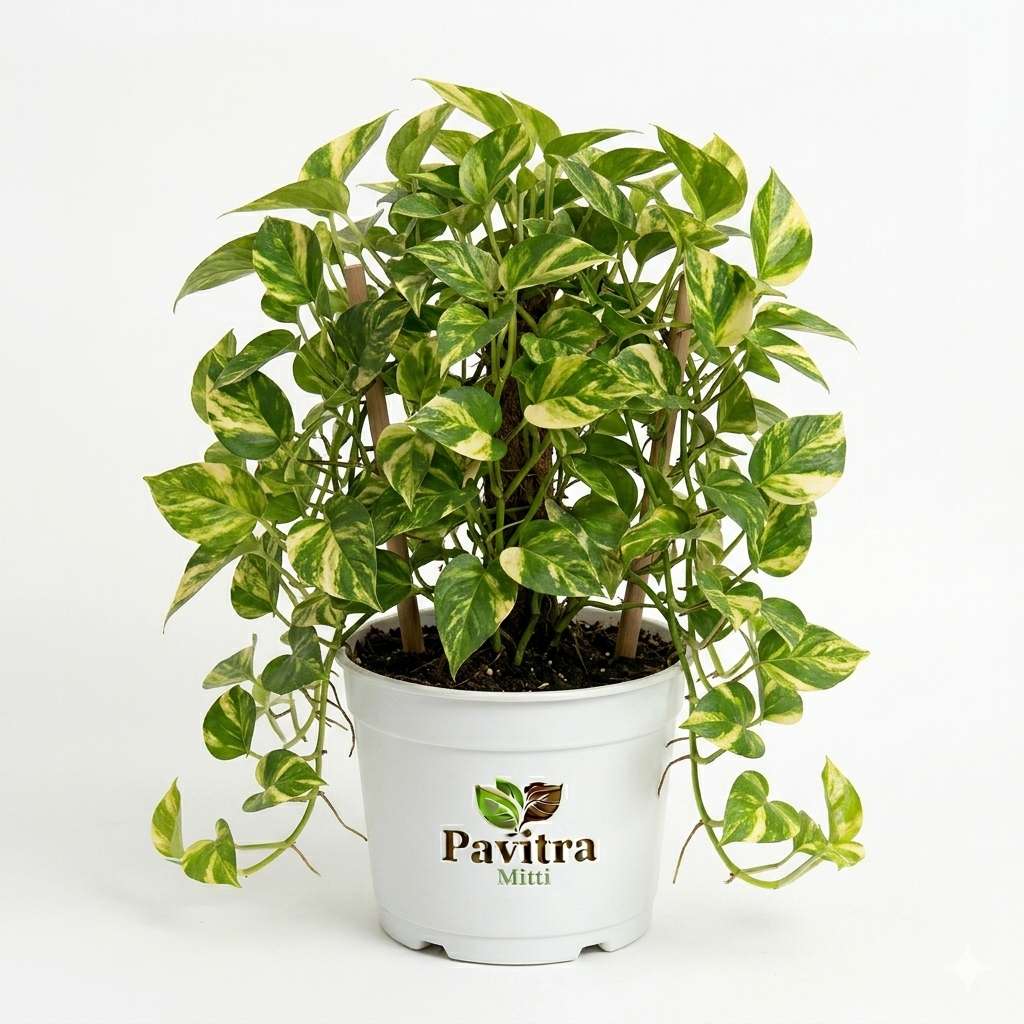 Money Plant