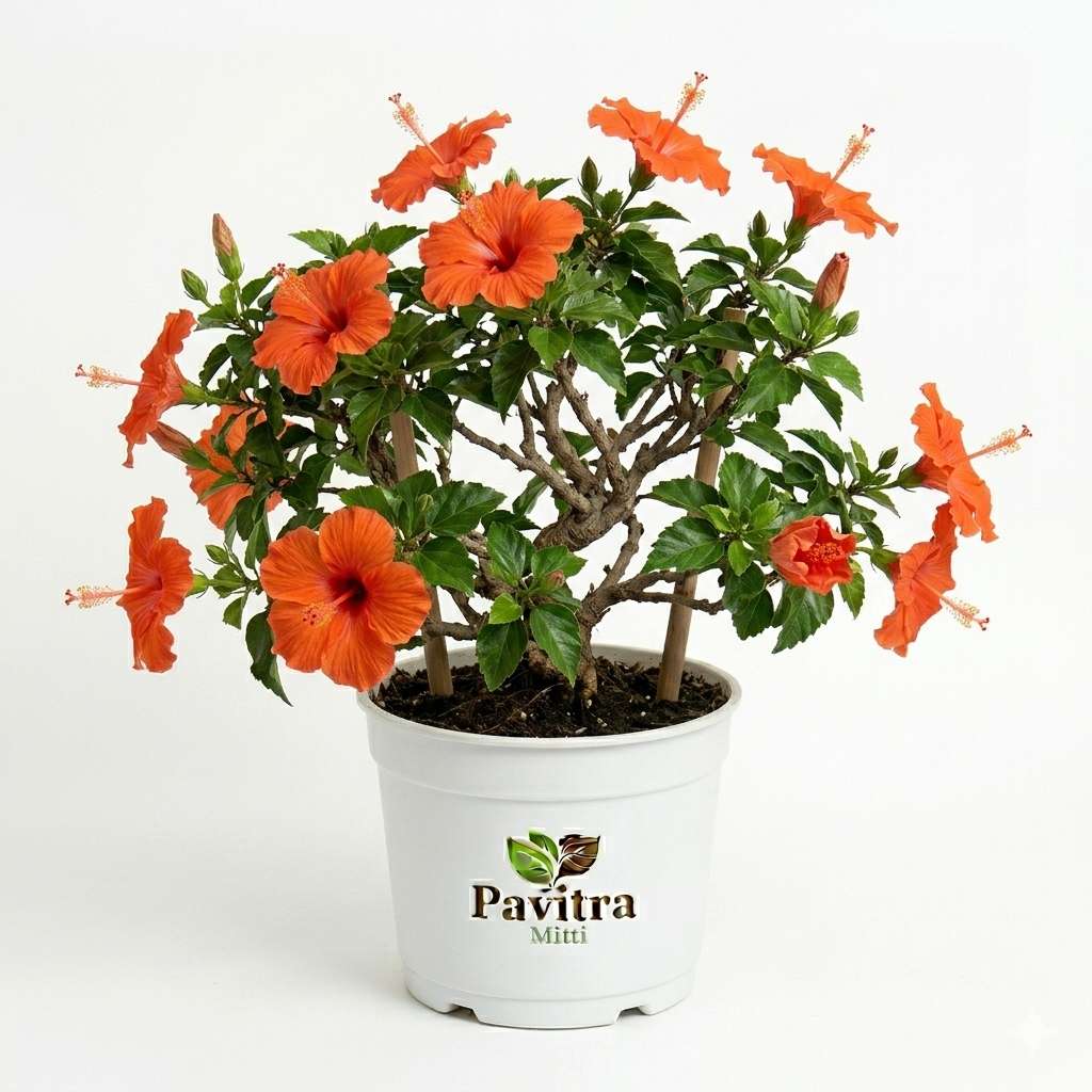 Orange Hibiscus