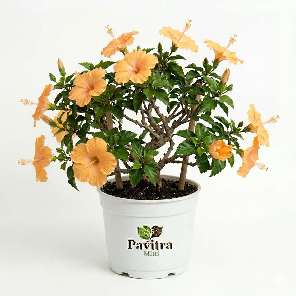 Peach Yellow Hibiscus