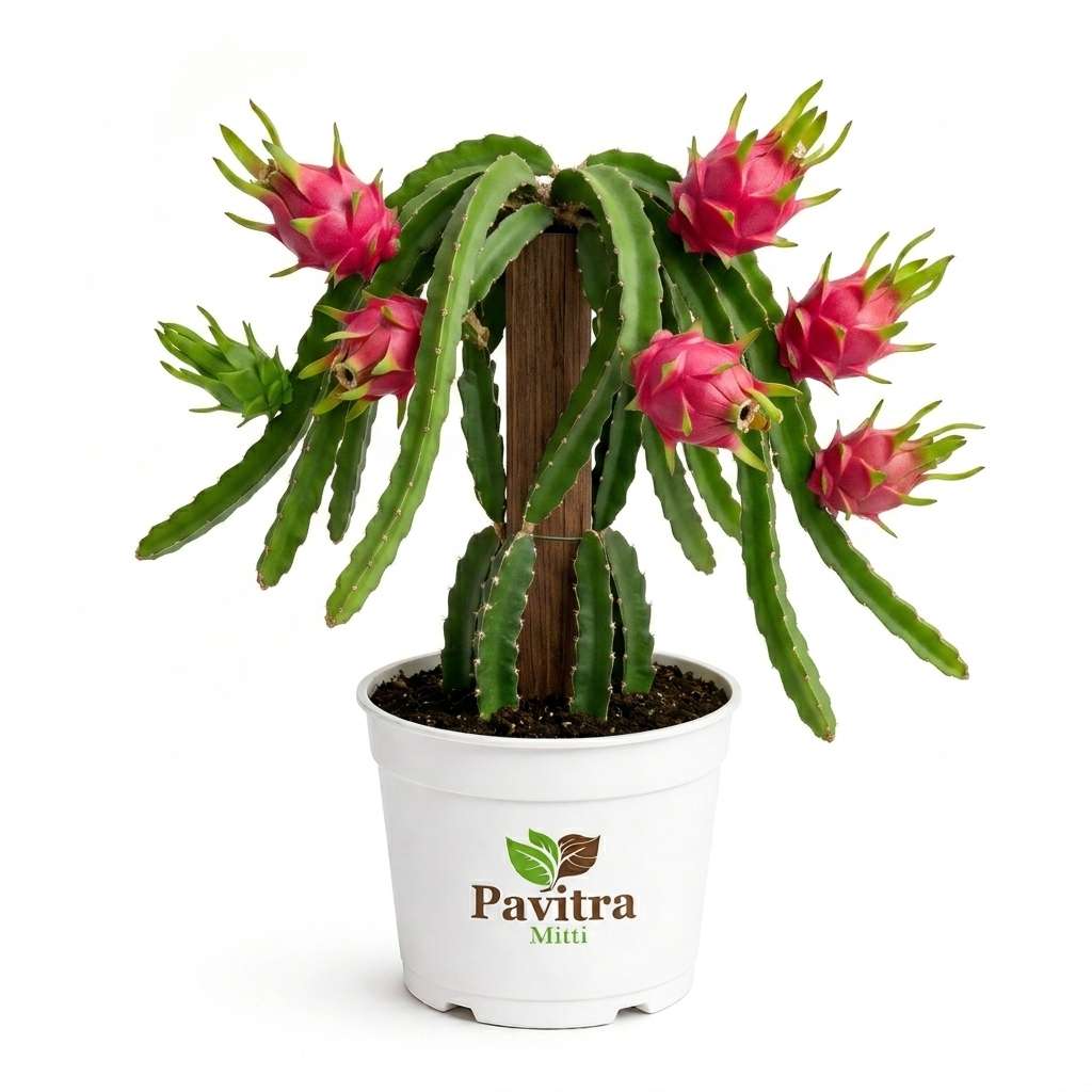 Dragon Fruit